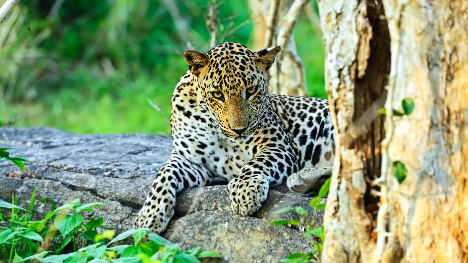 Srilanka Tourism